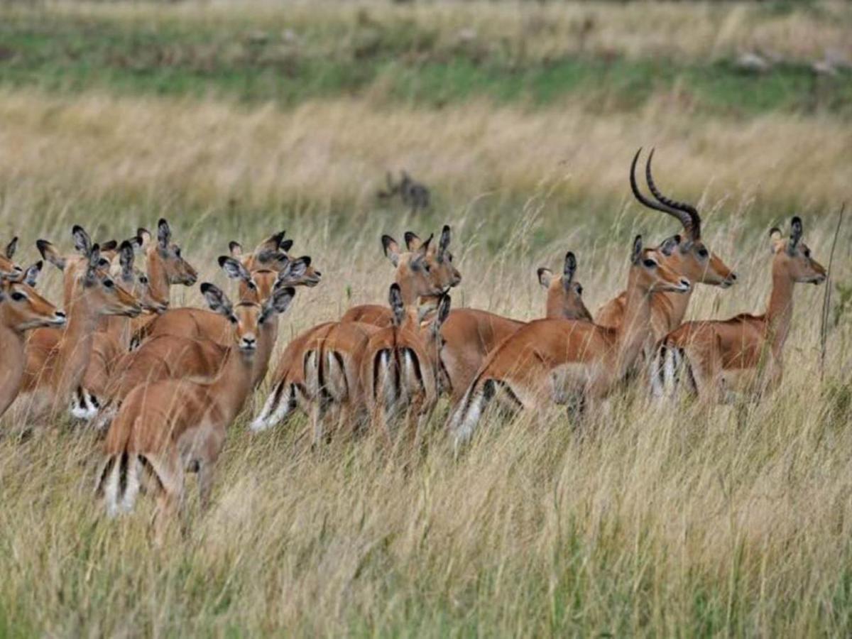 Serengeti Kifaru Tented Lodge Mugumu Kültér fotó