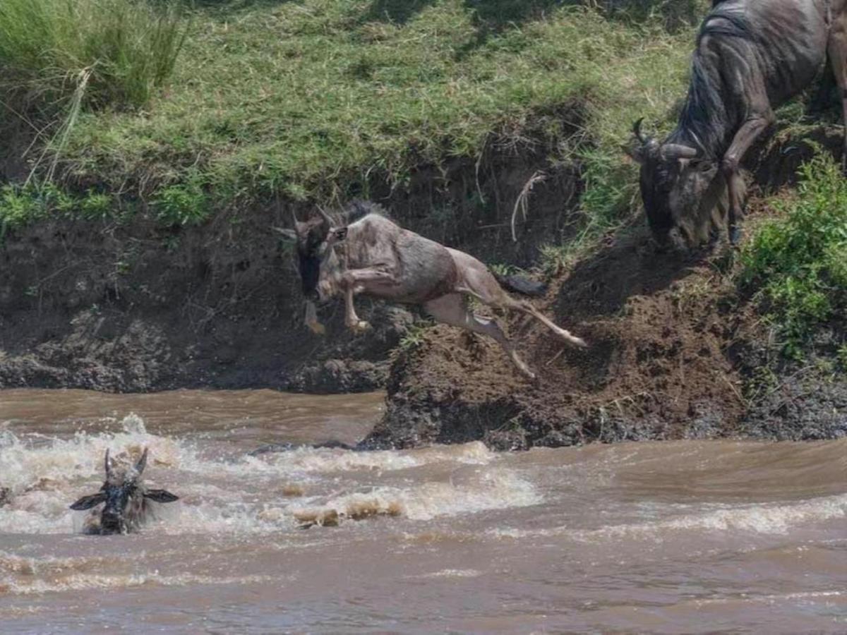 Serengeti Kifaru Tented Lodge Mugumu Kültér fotó